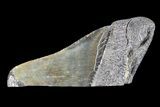 Partial, Fossil Megalodon Tooth #89399-1